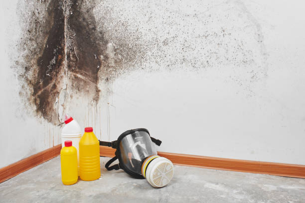 Best Attic Mold Remediation in South Amboy, NJ