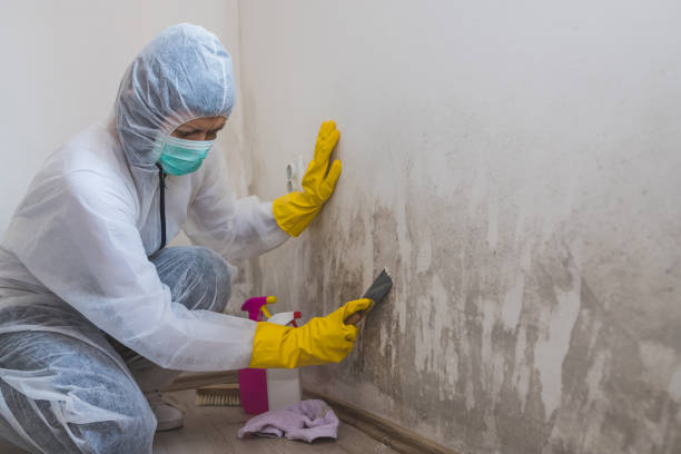 Best Insurance-Related Mold Remediation in South Amboy, NJ