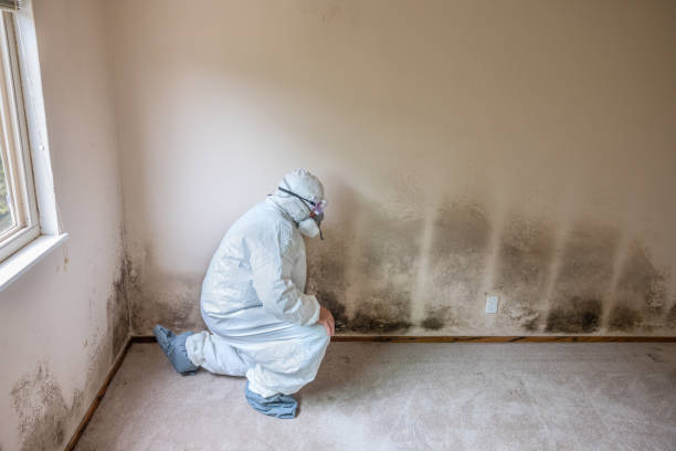 Best Emergency Mold Remediation in South Amboy, NJ