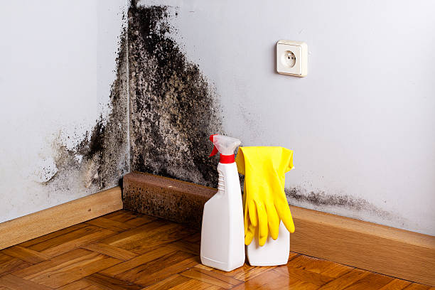 Best Bathroom Mold Remediation in South Amboy, NJ